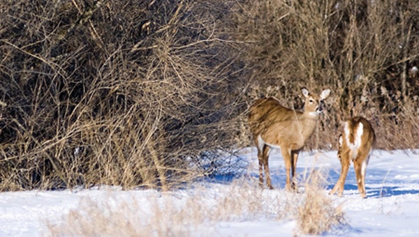 Minnesota Firearms Deer Season Opens Saturday Mandatory Cwd Testing To Take Place Austin 3005