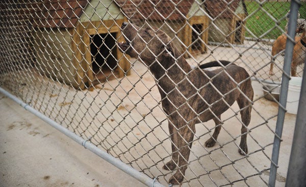 Dog pound in trouble (with video) - Austin Daily Herald | Austin Daily