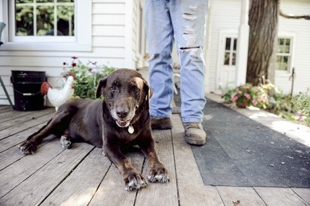 Twelve-year-old Inga is as much a familiar face as Farmer John and Jan Ulland themselves and serves as a friendly greeter to visitors. Eric Johnson/photodesk@austindailyherald.com