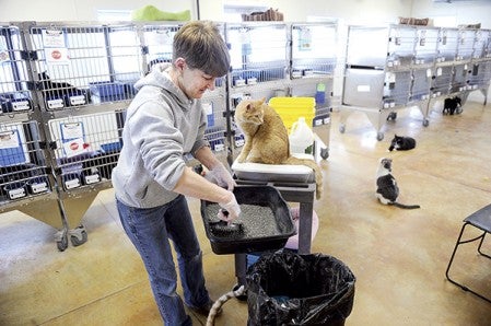 Kelly Rush cleans out a litter box at the Humane Society Thursday afternoon. 