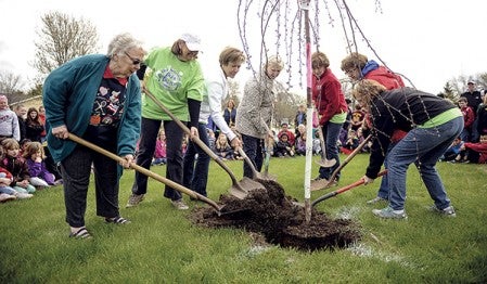 Original members of the Tree Trust shovels dirt onto a planted tree that honors 20 years of Southgate's Tree Trust Friday morning. They are, from left, Polly Jelinek, Bonnie Rippler, Val Cipra, Coni Nelson, Deb Mickelson, DedaRae Graber and Ann Sundal. Eric Johnson/photodesk@austindailyherald.com