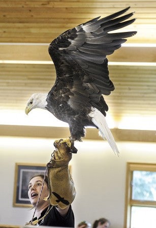 Was’aka spreads his wings from his perch on Director of Eagle Care Bridget Befort’s hand during a visit to the Jay C. Hormel Nature Center Thursday. 