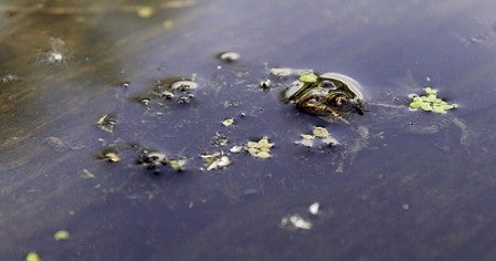 A frog sticks its head from the water at the Jay C. Hormel Nature Center as a water bug investigates. Eric Johnson/photodesk@austindailyherald.com