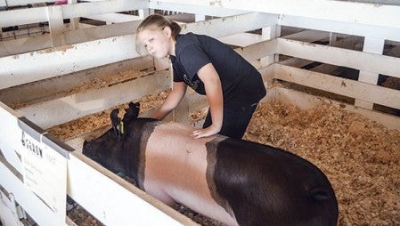 Lilly Jackson of Danville, Illinois, grooms Levi the pig.