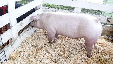 Dozens of hogs are at the Mower County Fairgrounds this week as the National Barrow Show kicked off Sunday and runs through Wednesday.  Photos by Trey Mewes/trey.mewes@austindailyherald.com