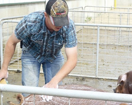 Mitchell Langreck of Ridgeway, Iowa, washes several hogs Monday morning at the National Barrow Show.  Trey Mewes/trey.mewes@austindailyherald.com