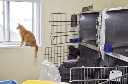 Some of the girls from the Gerard Academy in Austin help out in the cat section of the Mower County Humane Society last week. The girls come out once every week to help at the animal shelter. Photos by Jenae Hackensmith/jenae.hackensmith@austindailyherald.com