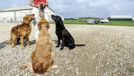 Bond, from left, Teya and Magnum wait at Andrea McConico’s feet to do some fetching at Old Oak Kennels, west of Blooming Prairie. Eric Johnson/photodesk@austindailyherald.com