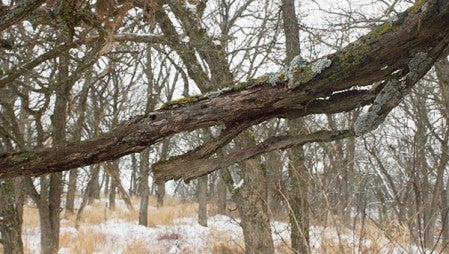 More than 100 trees are planned for demolition this winter at Myre-Big Island State Park. Sam Wilmes/Albert Lea Tribune