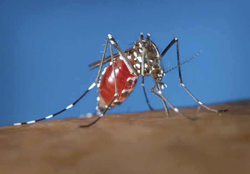 Officials hunt for possible Zikacarrying mosquitoes Austin Daily