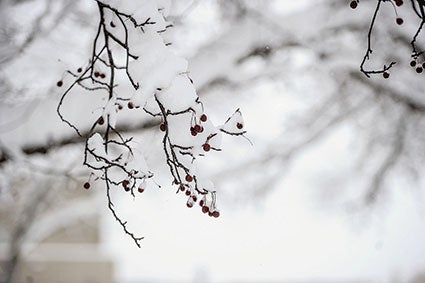 Snow clings to the branches of tree downtown. 