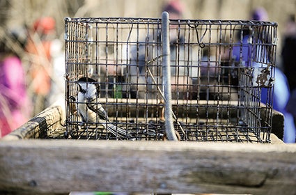 A chickadee clings to the side of a live trap.