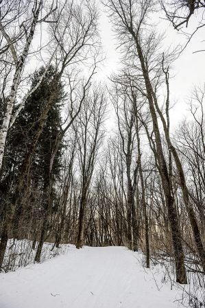 Trees provide a tunnel over a path at the Jay C. Hormel Nature Center