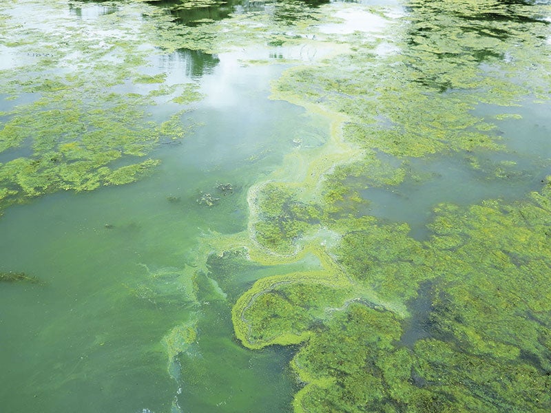 Researchers search for clues to toxic algae blooms; Findings so far ...